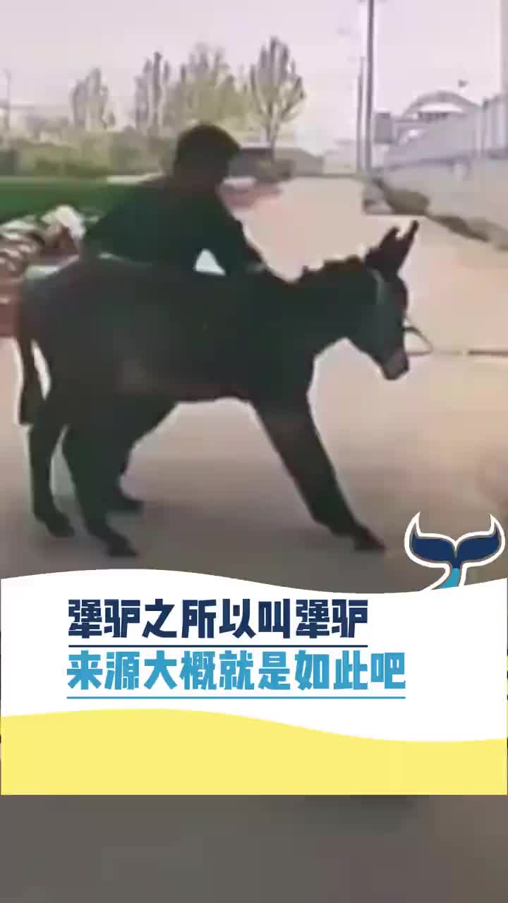 犟驴之所以叫犟驴 来源大概就是如此吧